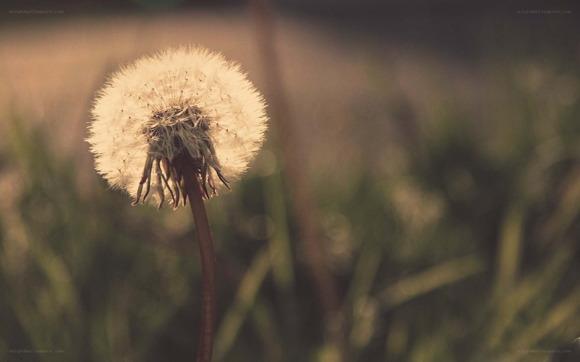 Dandelion seed head in sunlight