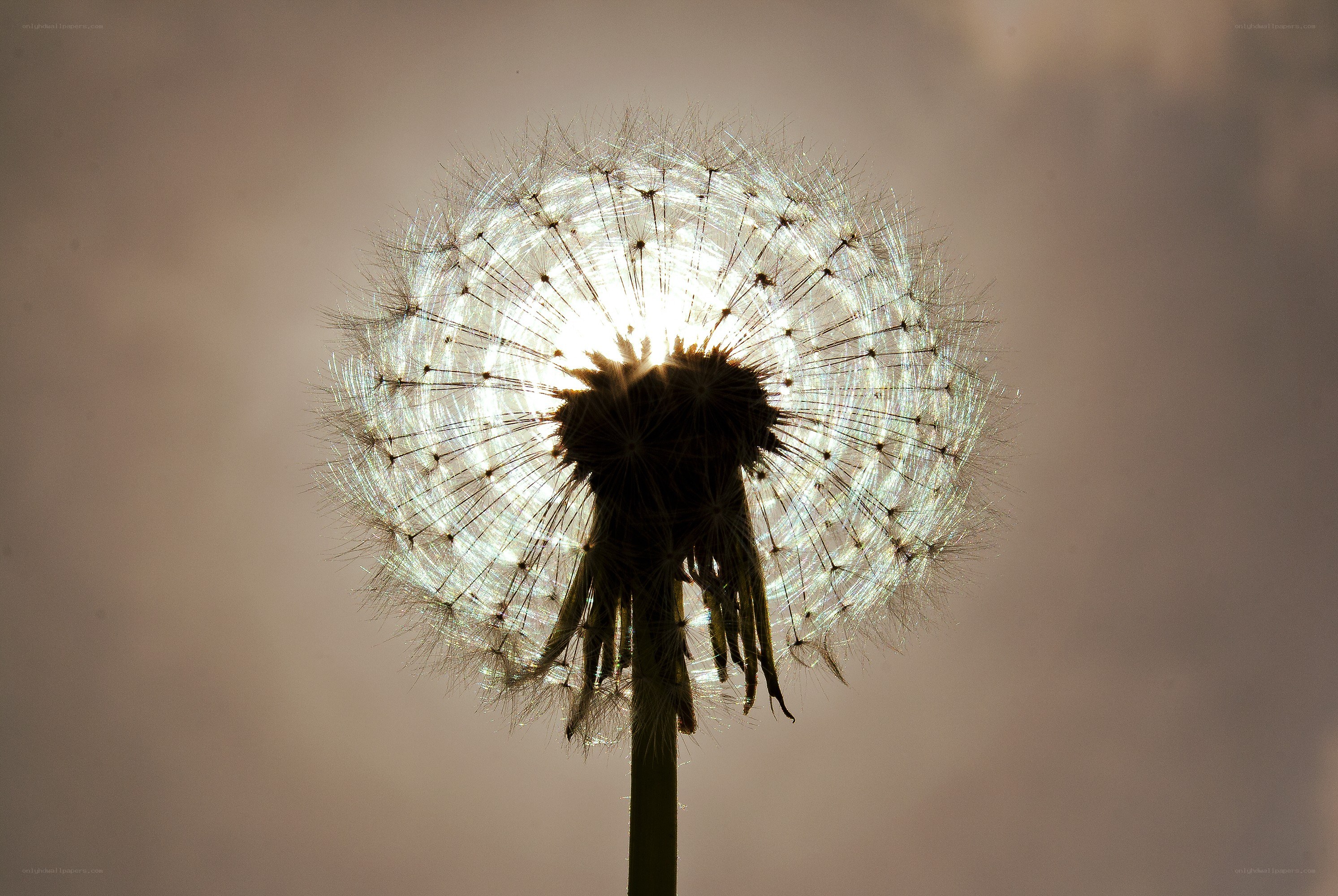 Dandelion seed head in sunlight