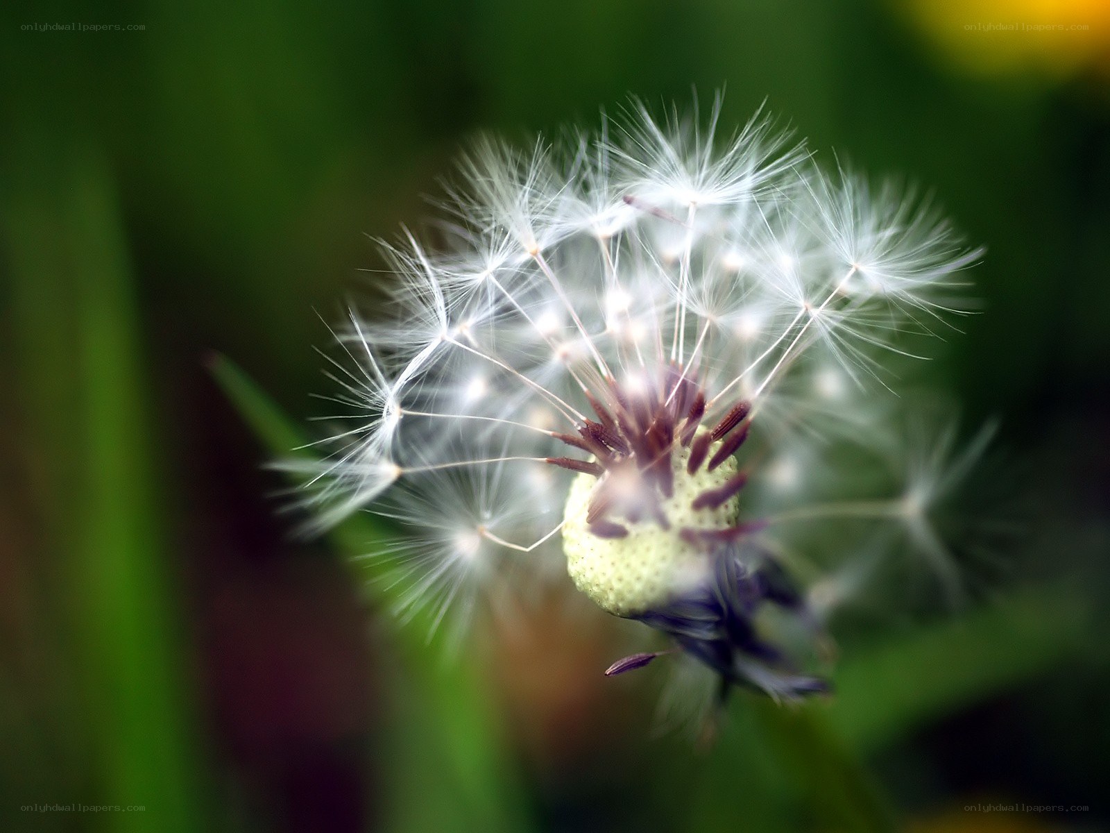 Dandelion seed head in sunlight