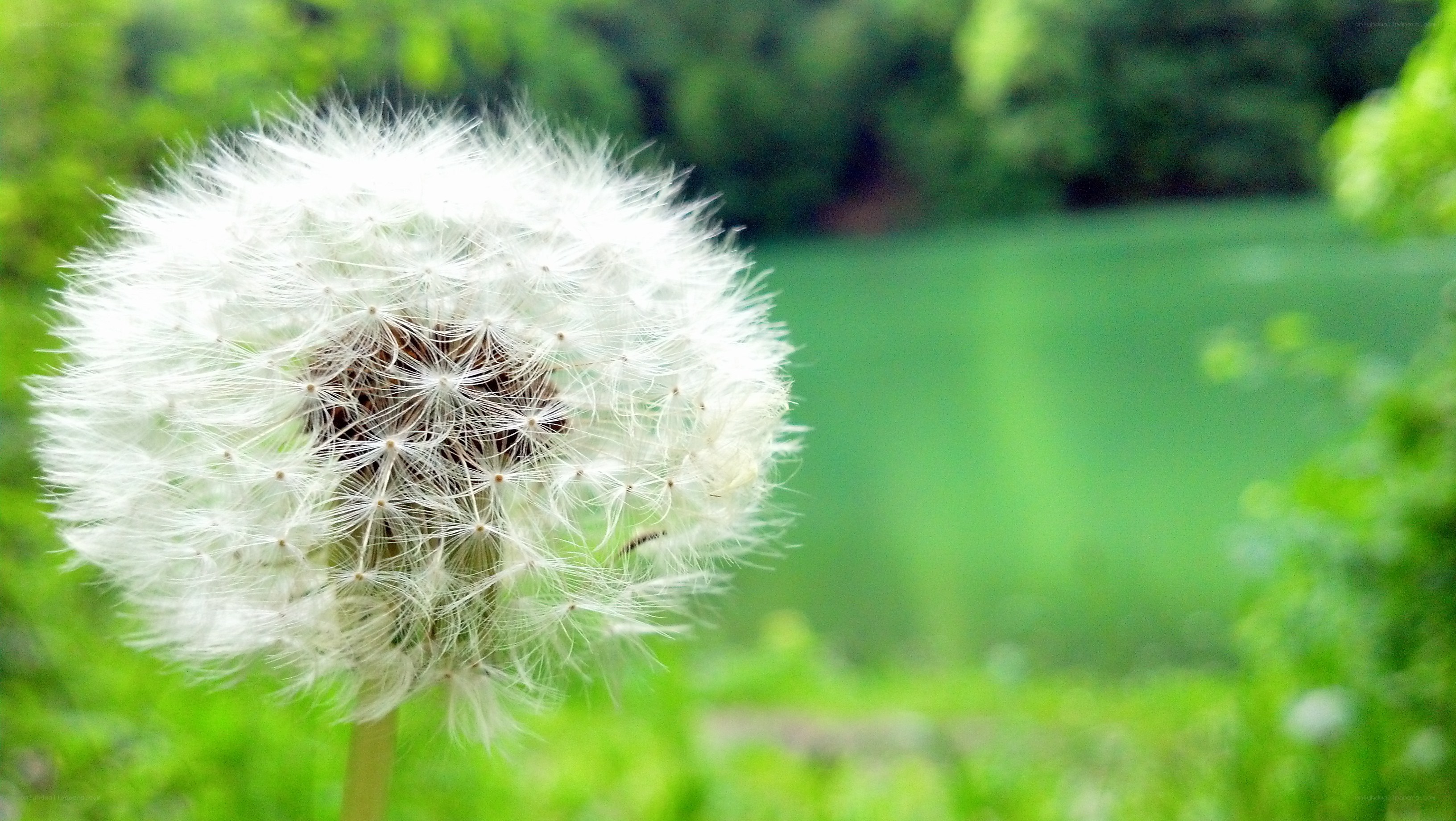 dandelion seed head in sunlight