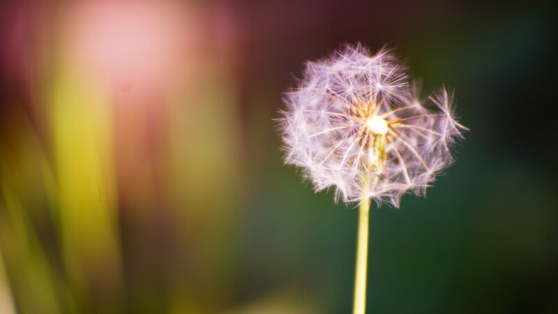 Dandelion seed head in sunlight