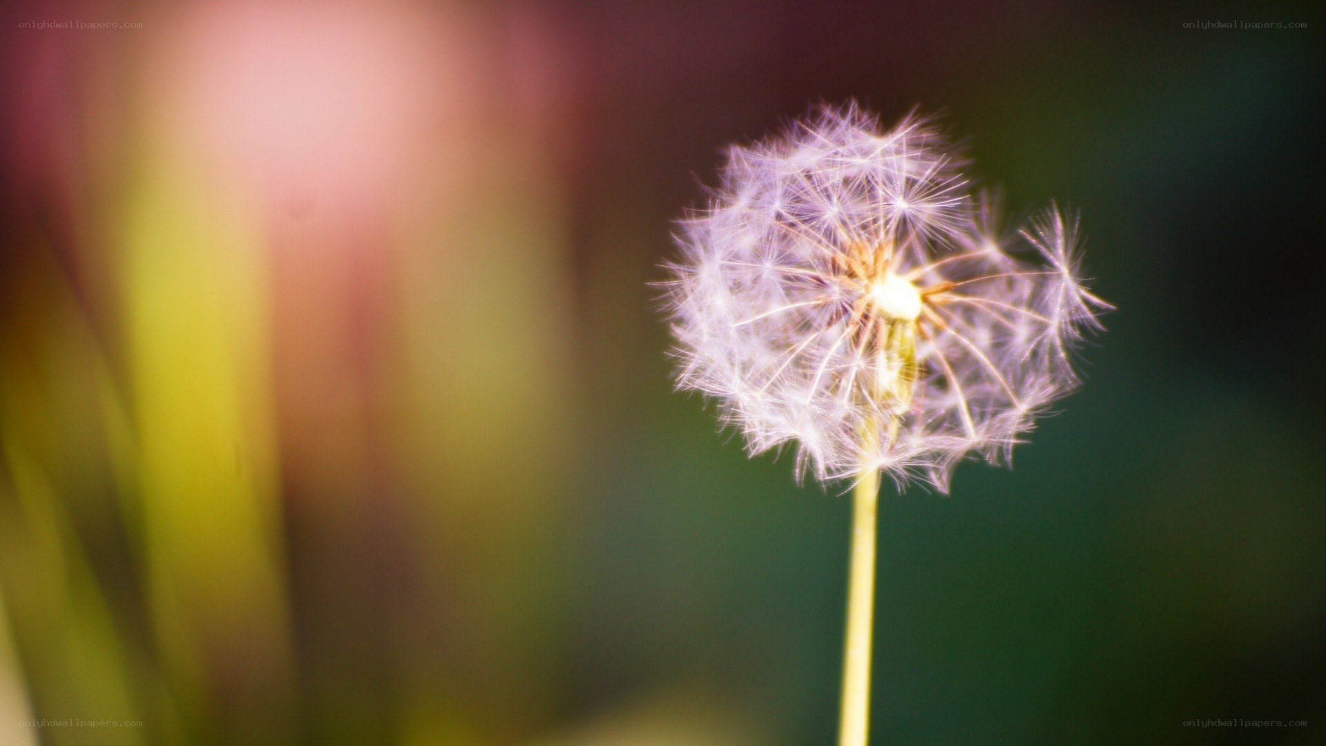 Dandelion seed head in sunlight