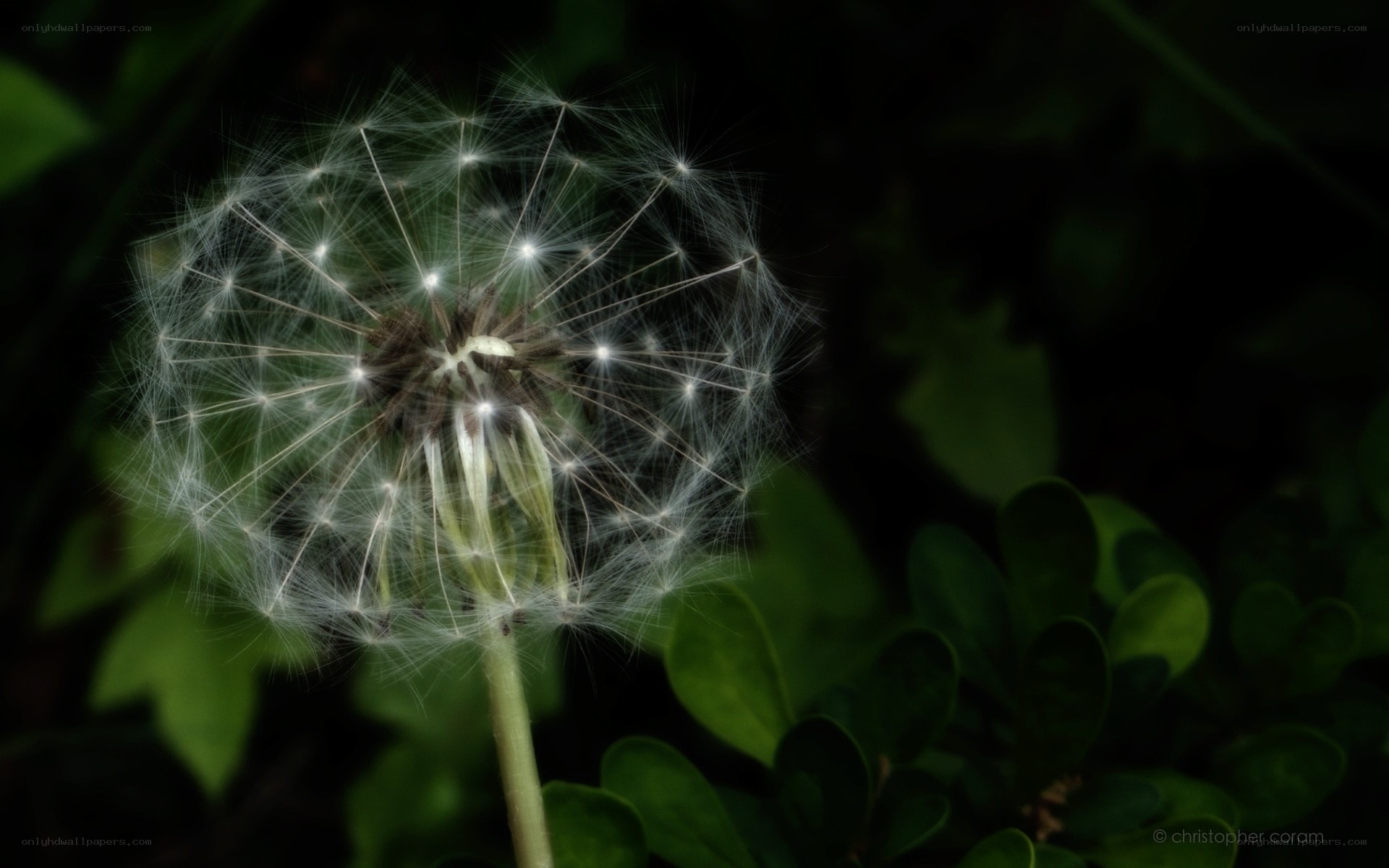 Dandelion seed head in sunlight
