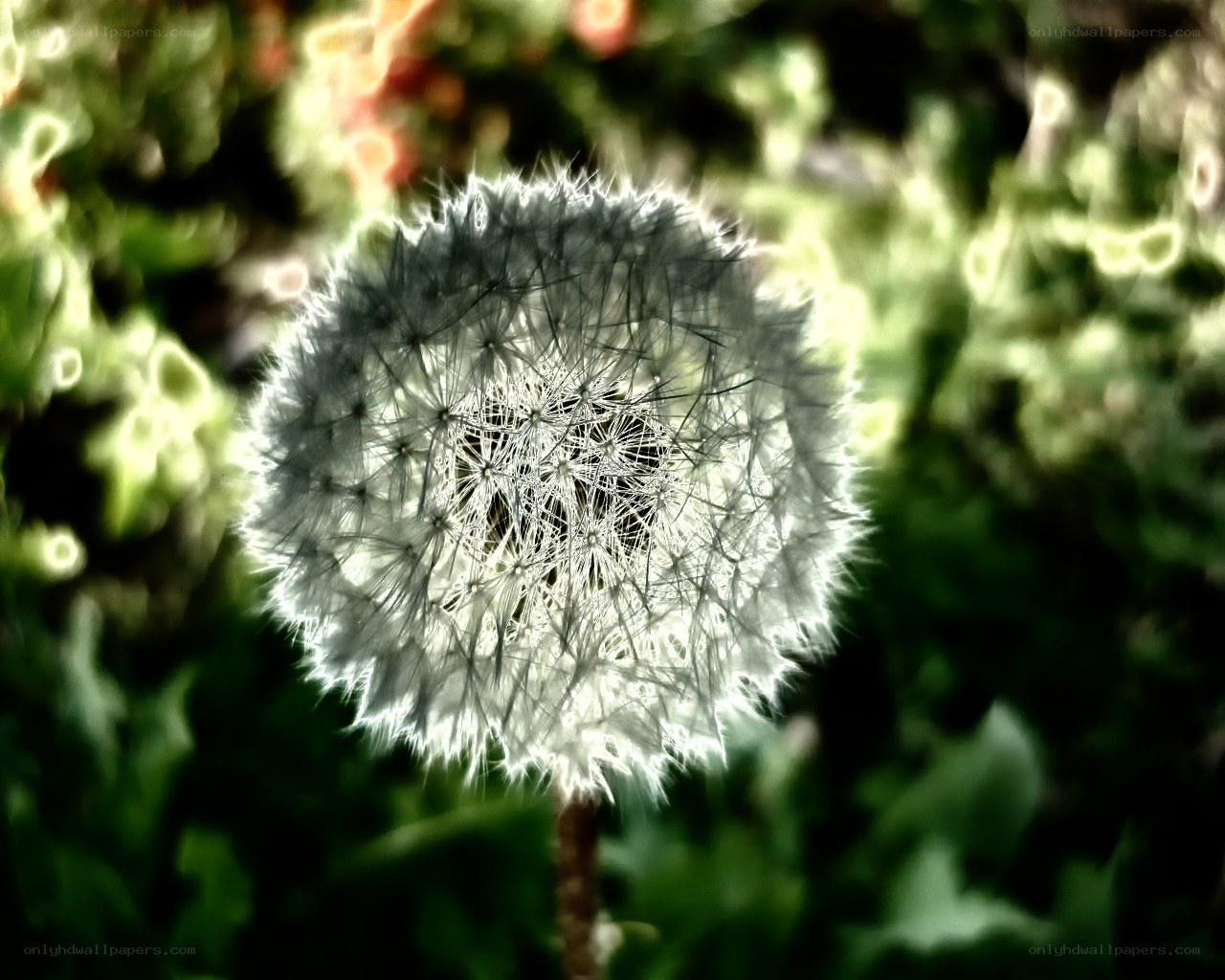 Dandelion seed head in sunlight