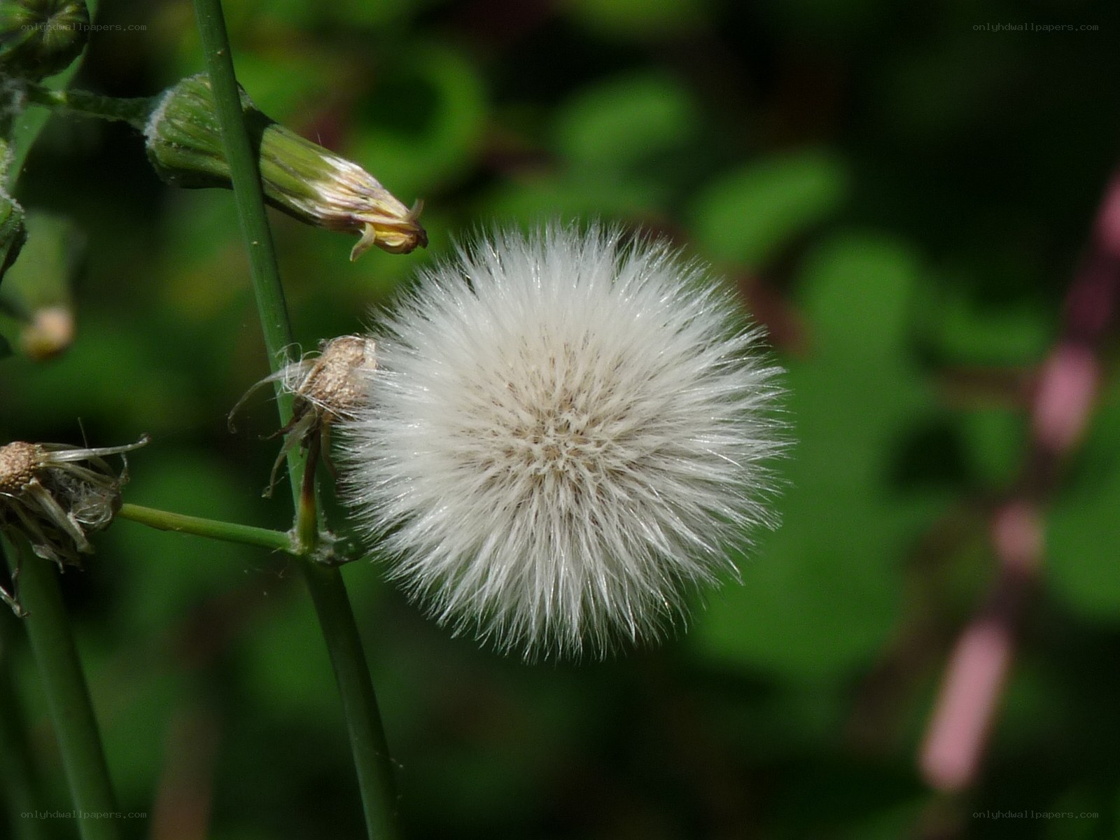 Dandelion seed head in sunlight