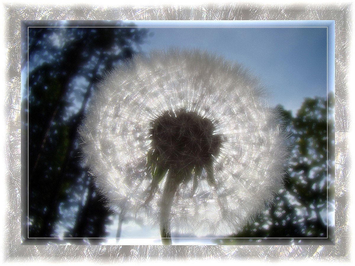 Dandelion seed head in sunlight