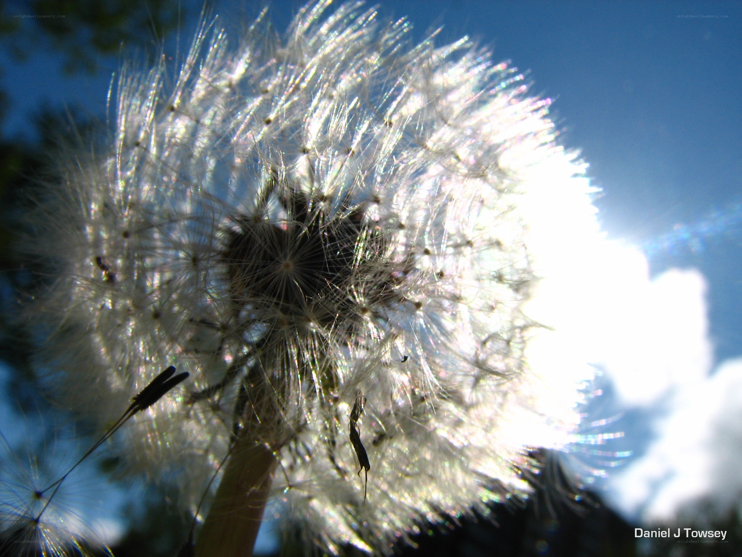 Dandelion seed head in sunlight