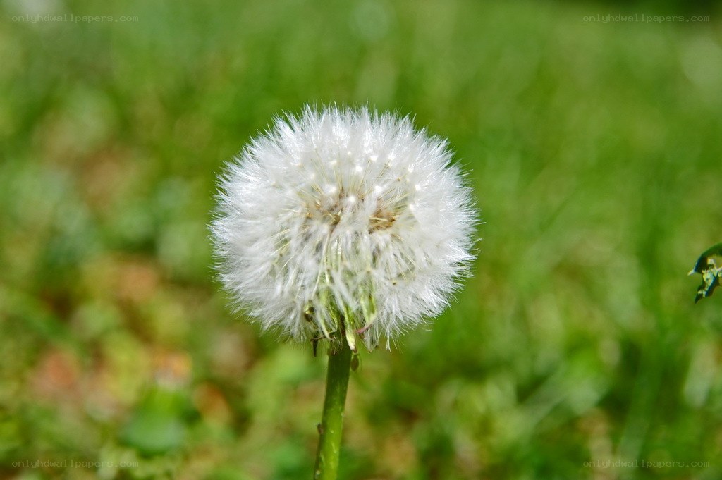 Dandelion seed head in sunlight