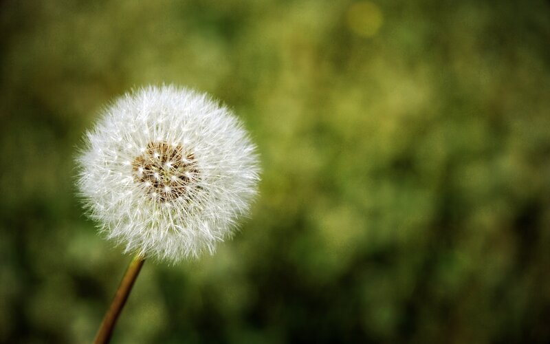 Dandelion seed head in sunlight