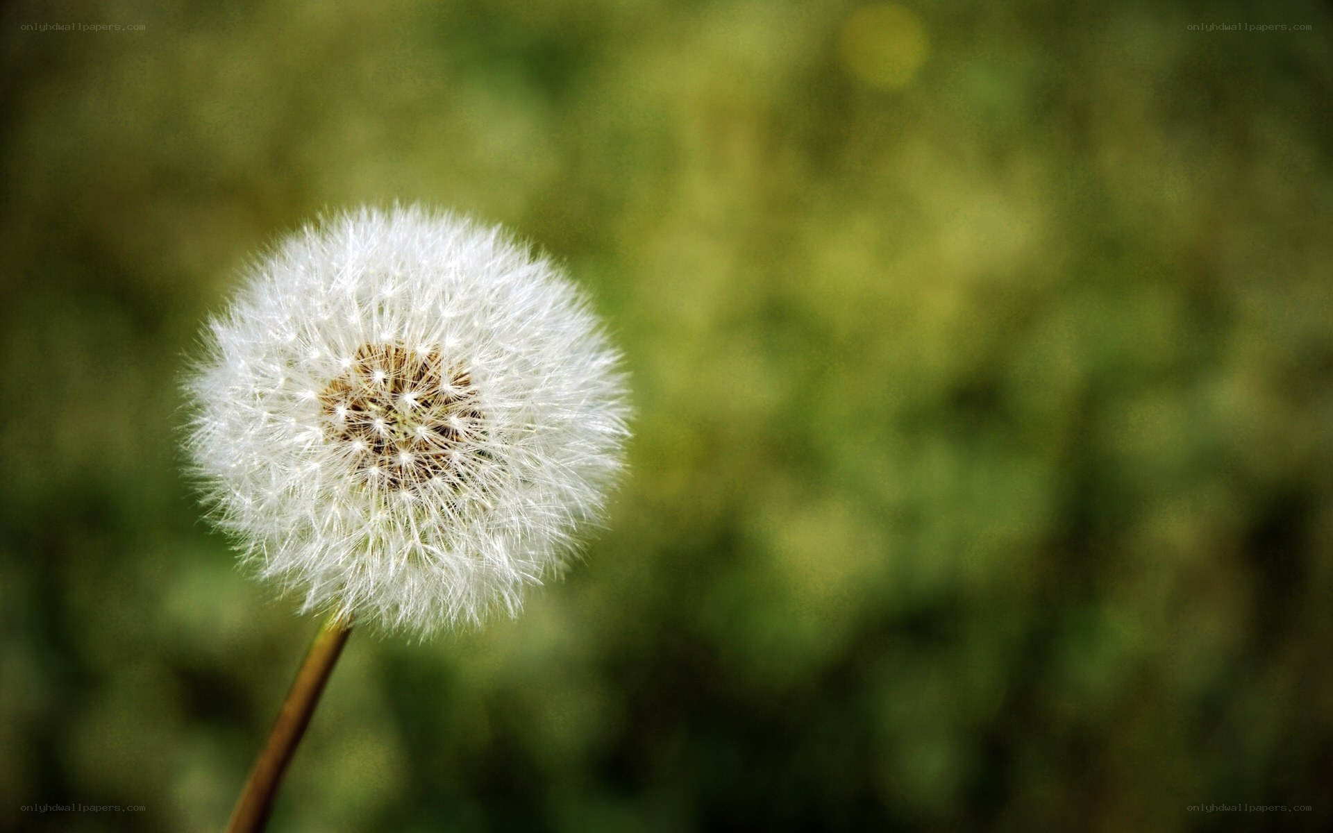 Dandelion seed head in sunlight