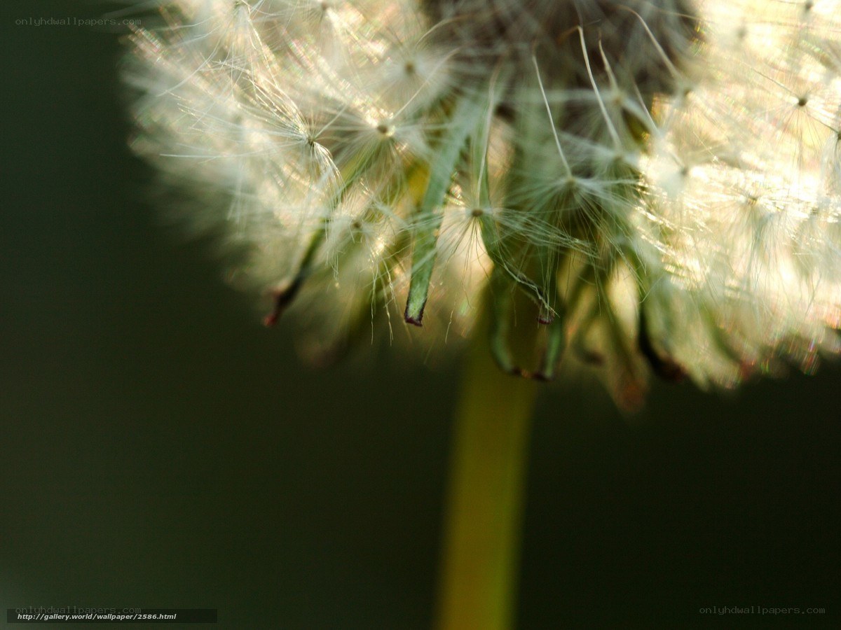 Dandelion seed head in sunlight