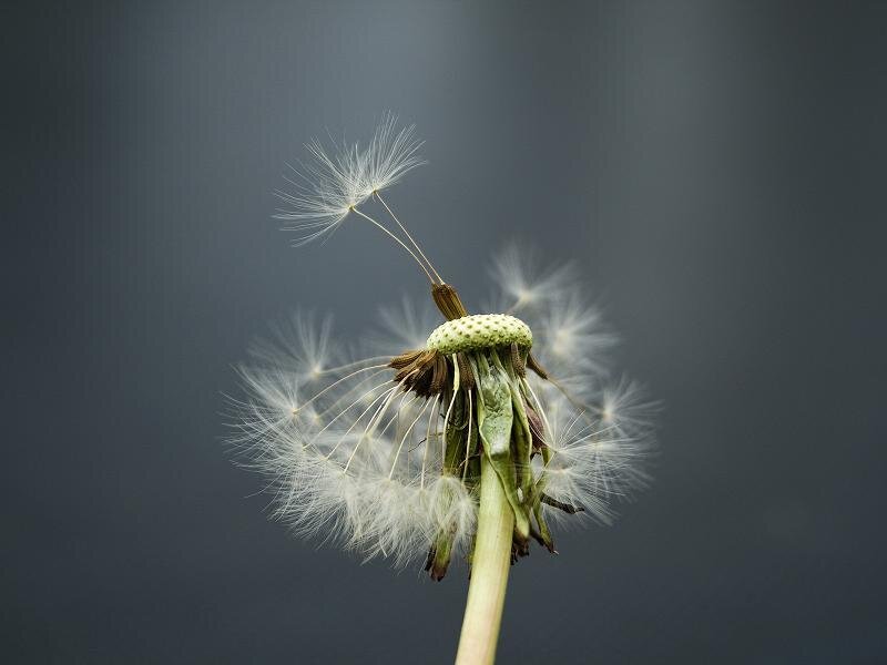 Dandelion seed head in wind