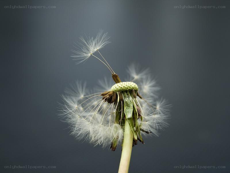 Dandelion seed head in wind