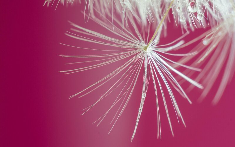 Dandelion Seed Head — Magenta