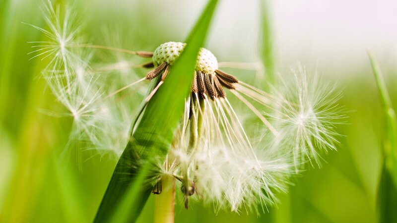 Dandelion Seed Head — Morning