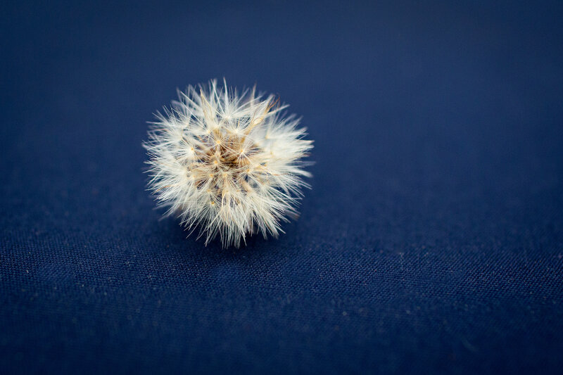 Dandelion seed head on blue