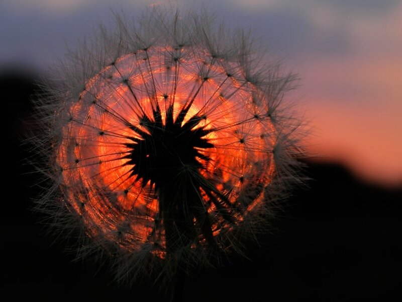 Dandelion Seed Head — Orange, Dramatic, Sunset, Photograph, Sky