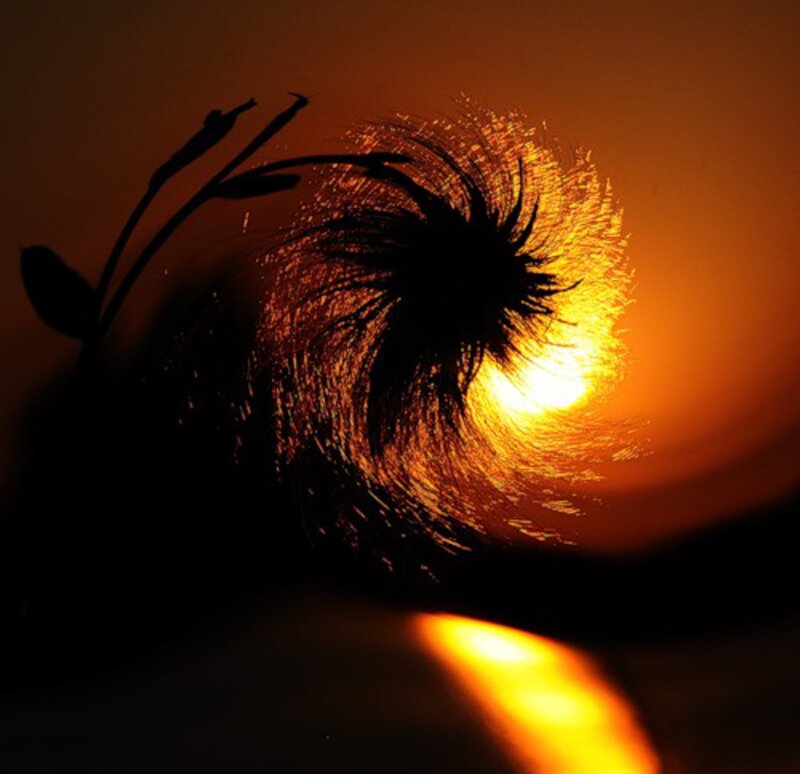 Dandelion Seed Head — Orange, Dramatic, Sunset, Photograph, Sun, Silhouette