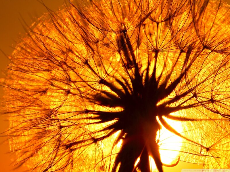 Dandelion Seed Head — Orange, Dramatic, Sunset, Photograph, Sun, Sky