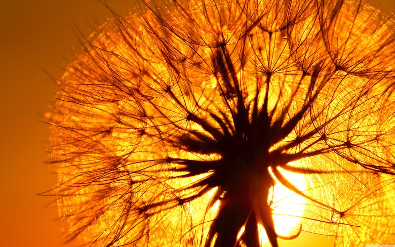 Dandelion Seed Head — Orange, Dramatic, Sunset, Photograph, Sun