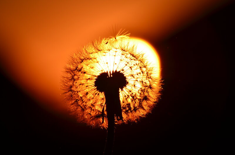 Dandelion Seed Head — Orange, Dramatic, Sunset, Photograph