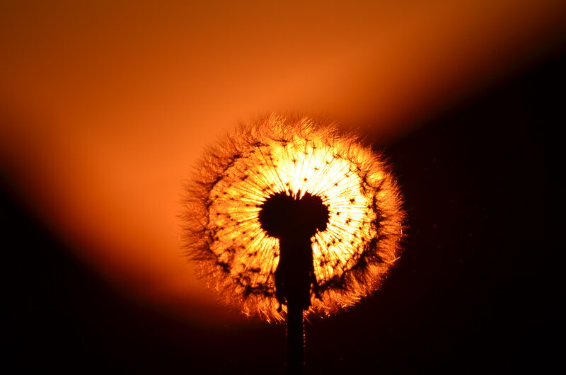 Dandelion Seed Head — Orange, Dramatic, Sunset