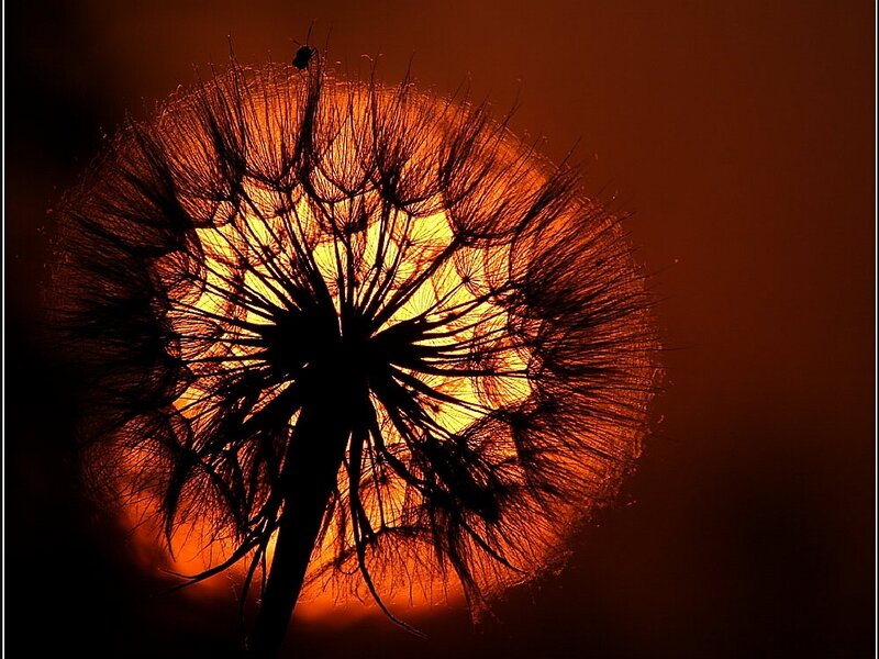 Dandelion Seed Head — Orange, Dramatic