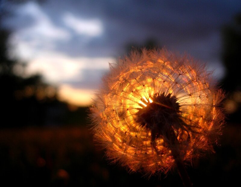 Dandelion Seed Head — Orange, Serene, Sunset, Photograph, Sky, Clouds