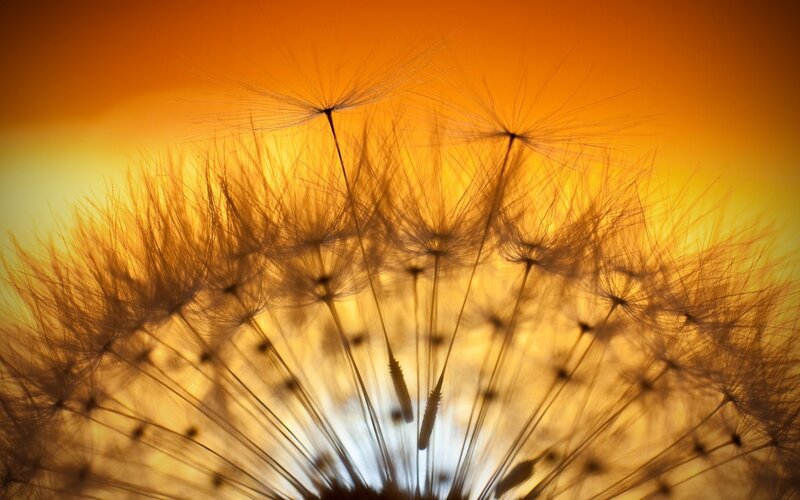 Dandelion Seed Head — Orange, Serene, Sunset, Photograph, Sky