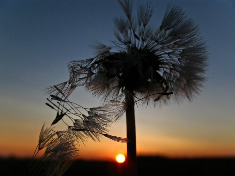 Dandelion Seed Head — Orange, Serene, Sunset, Photograph, Sun, Sky, Horizon, Blue