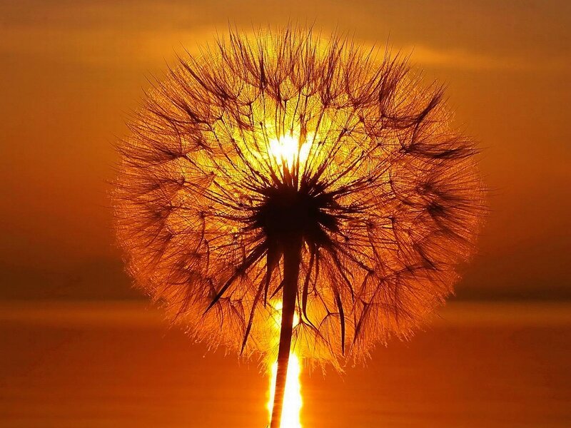 Dandelion Seed Head — Orange, Serene, Sunset, Photograph, Sun, Sky