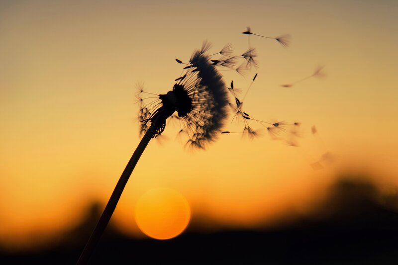 Dandelion Seed Head — Orange, Serene, Sunset, Photograph, Sun, Sky, Wind