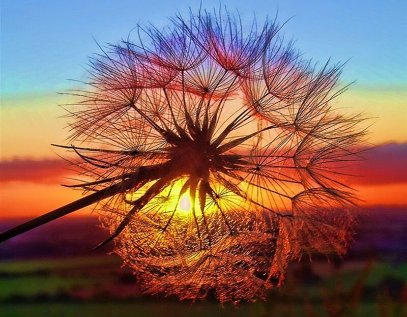 Dandelion Seed Head — Orange, Serene, Sunset, Photograph, Sun