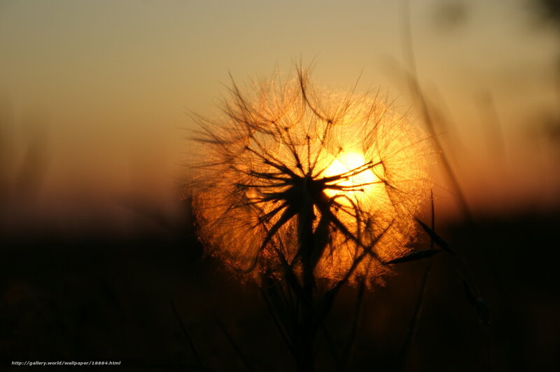 Dandelion Seed Head — Orange, Serene, Sunset, Photograph