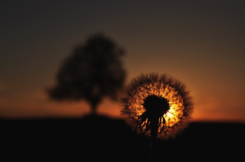 Dandelion Seed Head — Orange, Serene, Sunset, Photograph, Tree