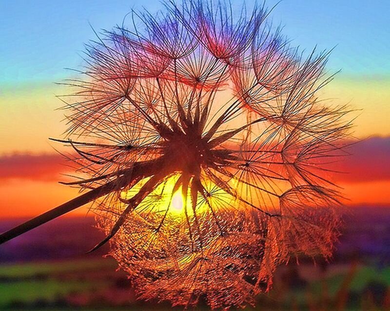 Dandelion Seed Head — Orange, Serene
