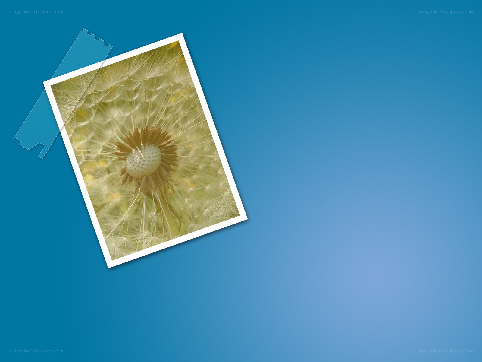 dandelion seed head photo