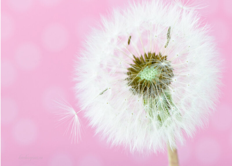 Dandelion Seed Head — Pink, Serene, Photograph
