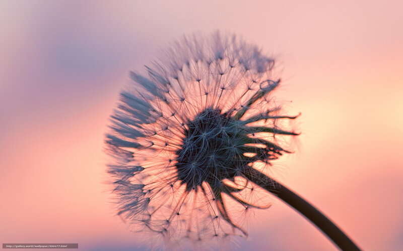Dandelion Seed Head — Pink, Serene, Sunset