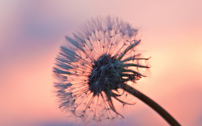 Dandelion Seed Head — Pink, Serene