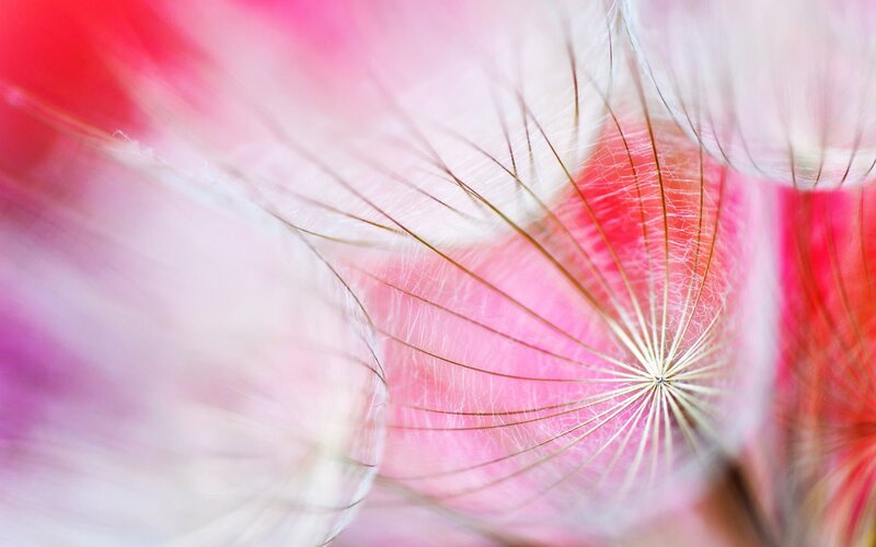 Dandelion Seed Head — Pink, Soft, Photograph