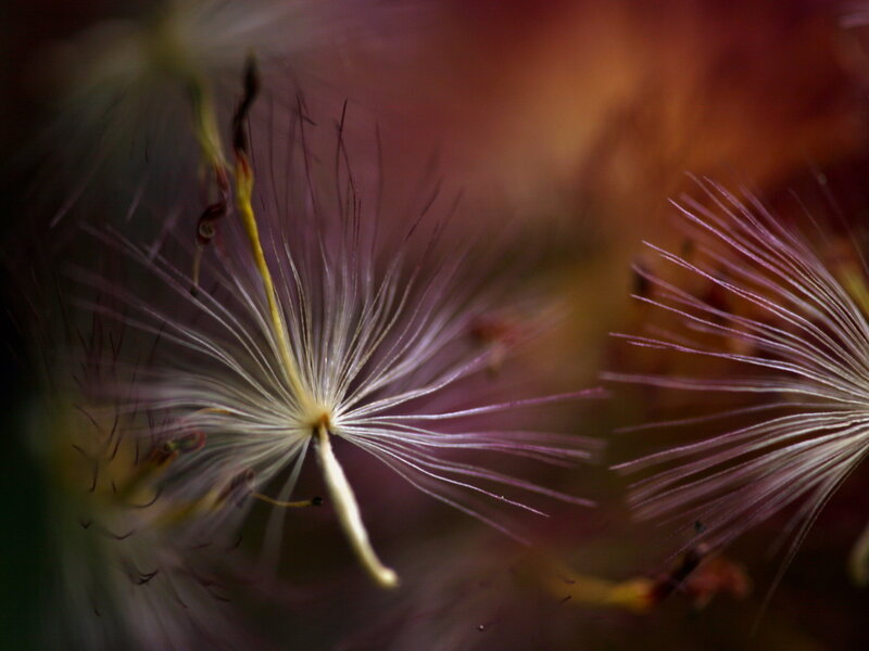 Dandelion Seed Head — Purple, Calm, Photograph