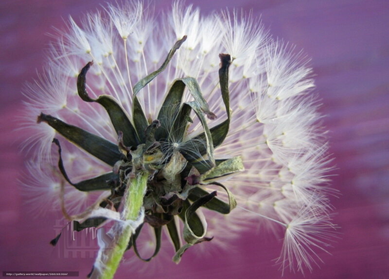 Dandelion Seed Head — Purple, Calm