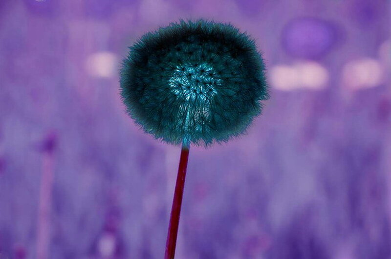 Dandelion Seed Head — Purple, Dreamy, Photograph