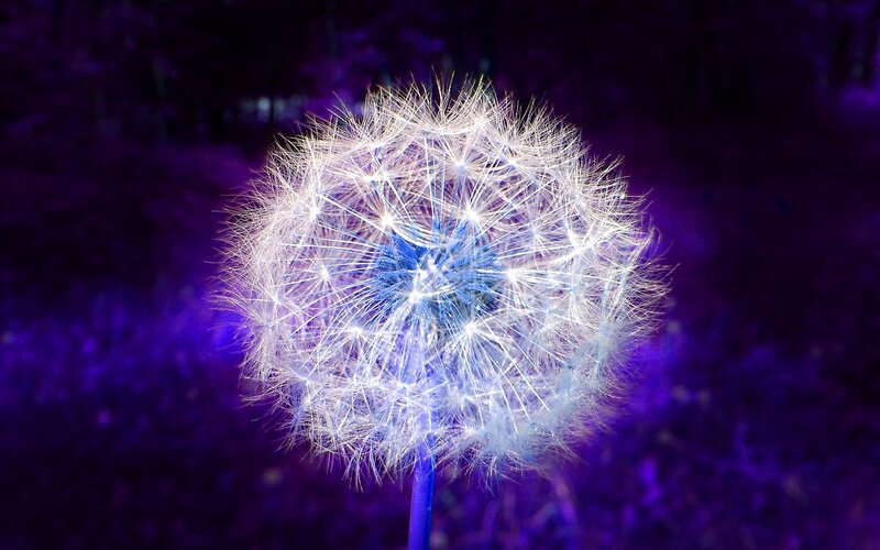 Dandelion Seed Head — Purple, Dreamy