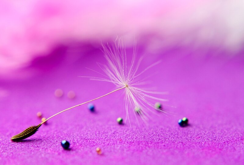 Dandelion Seed Head — Purple, Serene, Photograph, Seeds