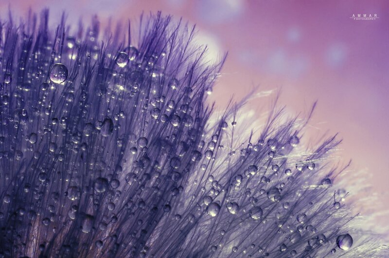 Dandelion Seed Head — Purple, Serene, Photograph, Water Droplets