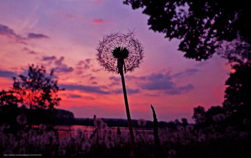 Dandelion Seed Head — Purple, Serene, Sunset, Photograph, Sky