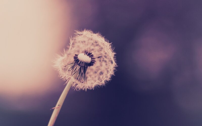 Dandelion Seed Head — Purple, Serene, Sunset, Photograph, Stem