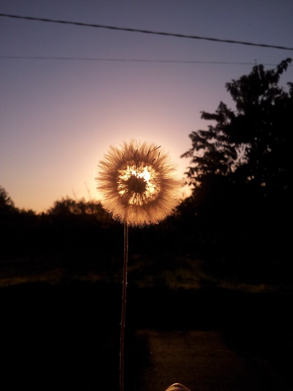 Dandelion Seed Head — Purple, Serene, Sunset, Photograph, Sun